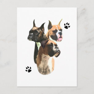 Boxer Trio Postkarte