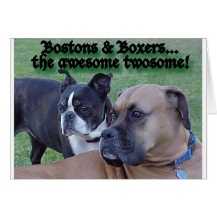 Boxer und Bostons