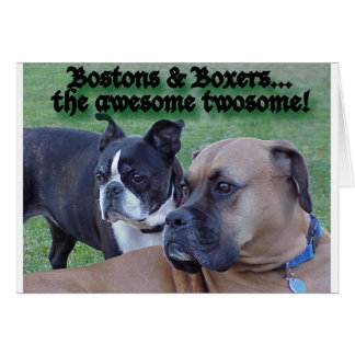Boxer und Bostons