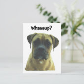 Boxer: Was? Postkarte (Stehend Vorderseite)