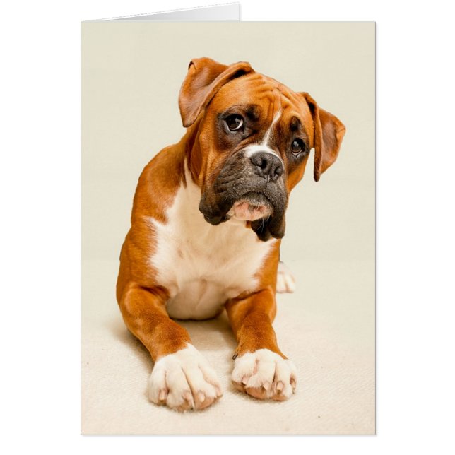 Boxer Welpe auf Elfenbeincreme Hintergrund. (Vorne)