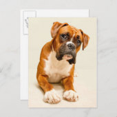 Boxer Welpe auf Elfenbeincreme Hintergrund. Postkarte (Vorne/Hinten)