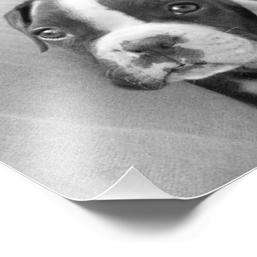 Boxer Welpe Fotodruck (Ecke)