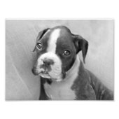 Boxer Welpe Fotodruck (Vorne)