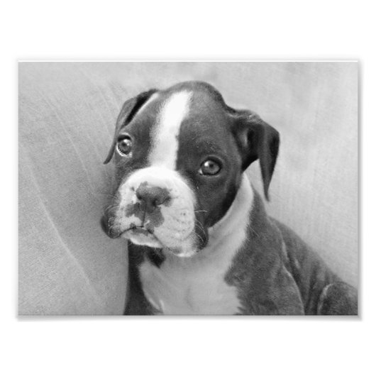 Boxer Welpe Fotodruck (Vorne)