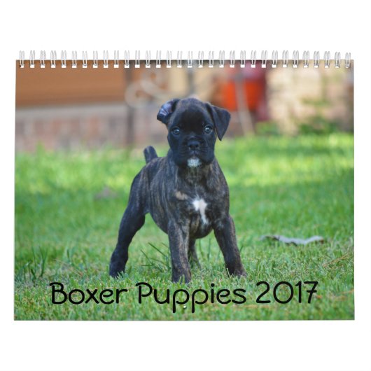 Boxer-Welpen 2017 Kalender (Titelbild)
