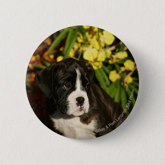 Boxer-Welpen Button (Vorderseite)