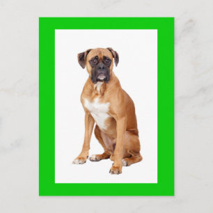Boxer-Welpen-Hund leere Grußpostkarte Postkarte