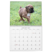 Boxer-Welpen-Kalender 2013 Kalender (Jan 2027)
