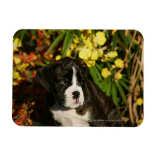 Boxer-Welpen Magnet