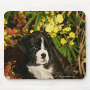 Boxer-Welpen Mousepad