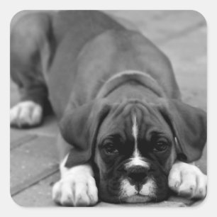 Boxer Welpenhund schwarz-weiß Aufkleber / Siegel