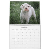 Boxer Welpenkalender Kalender (Mär 2027)