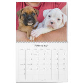 Boxer Welpenkalender Kalender (Feb 2027)