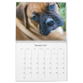 Boxer Welpenkalender Kalender (Jan 2027)