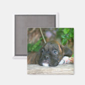 Boxer Welpenmagnet Magnet (Vorderseite/Rückseite)