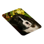 Boxer Welppies Magnet (Rechte Seite)