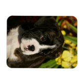 Boxer Welppies Magnet (Horizontal)