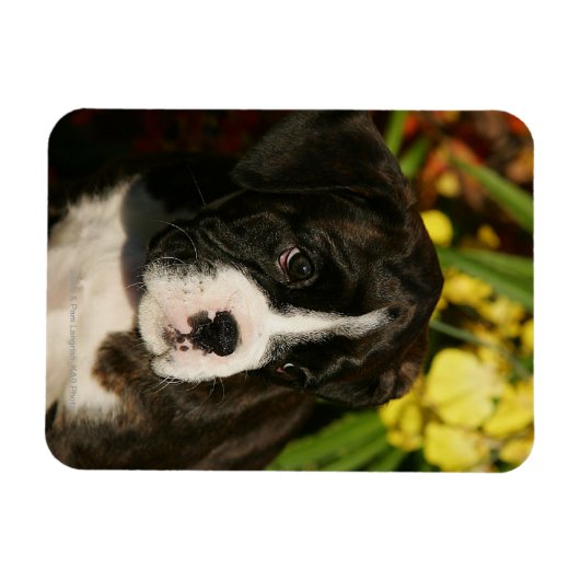 Boxer Welppies Magnet (Horizontal)