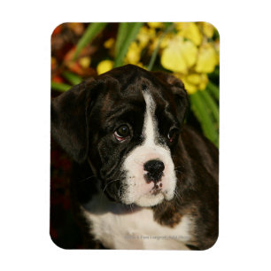 Boxer Welppies Magnet