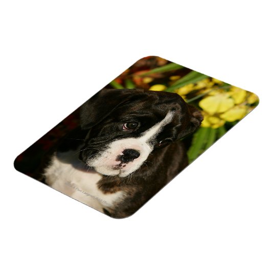 Boxer Welppies Magnet (Linke Seite)
