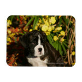 Boxer Welppies Magnet (Horizontal)