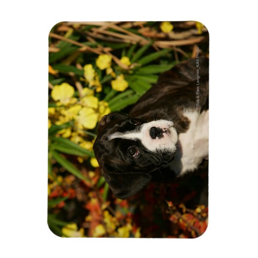 Boxer Welppies Magnet (Vertikal)