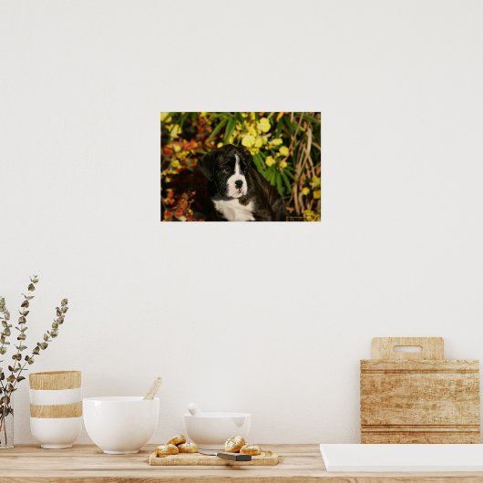 Boxer Welppies Poster (Küche)