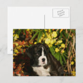 Boxer Welppies Postkarte (Vorne/Hinten)