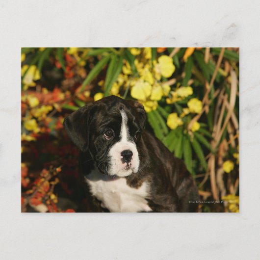Boxer Welppies Postkarte (Vorderseite)