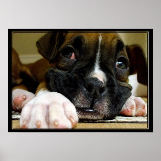 Boxer Welppy-Leinwand drucken Poster (Vorne)