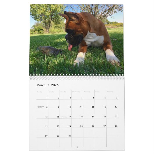 Boxer wollen gerade, um Kalender des Spaß-2017 zu (Mär 2026)