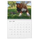 Boxer wollen gerade, um Kalender des Spaß-2017 zu (Mär 2027)