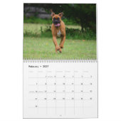 Boxer wollen gerade, um Kalender des Spaß-2017 zu (Feb 2027)