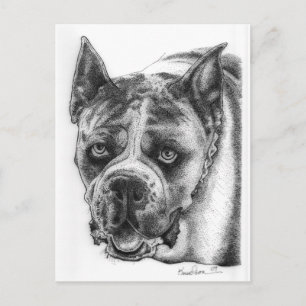 Boxer Zeichnend Postkarte