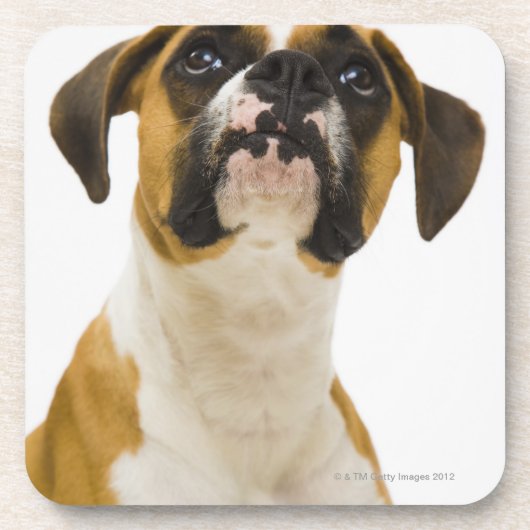 Boxerhund, der oben schaut untersetzer (Vorderseite)
