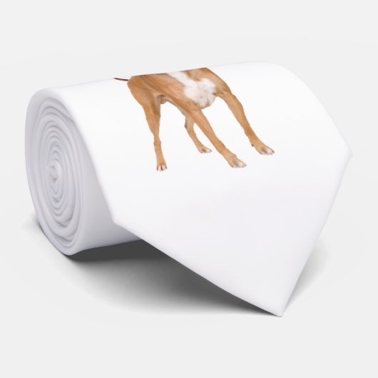 Boxerhund Krawatte (Gerollt)