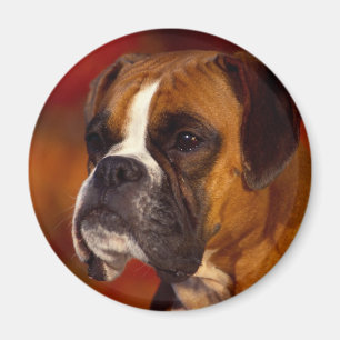 Boxerhund Magnet