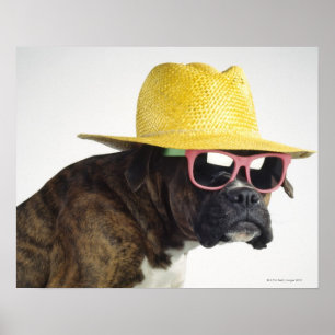 Boxerhund mit Hut und Gläsern Poster