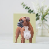 Boxerhund Postkarte (Stehend Vorderseite)