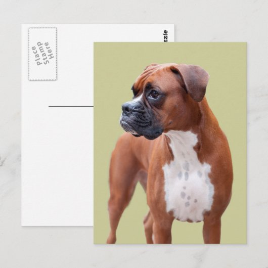 Boxerhund Postkarte (Vorne/Hinten)