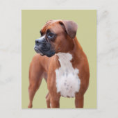 Boxerhund Postkarte (Vorderseite)