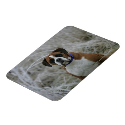 Boxerhund sitzt im Frost Magnet (Linke Seite)