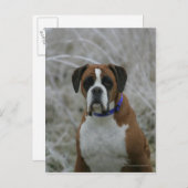 Boxerhund sitzt im Frost Postkarte (Vorne/Hinten)