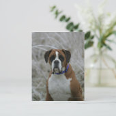 Boxerhund sitzt im Frost Postkarte (Stehend Vorderseite)