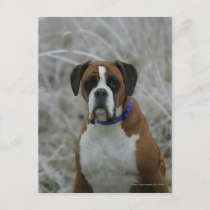 Boxerhund sitzt im Frost Postkarte