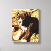 Boxerhunde Leinwanddruck (Vorderseite)