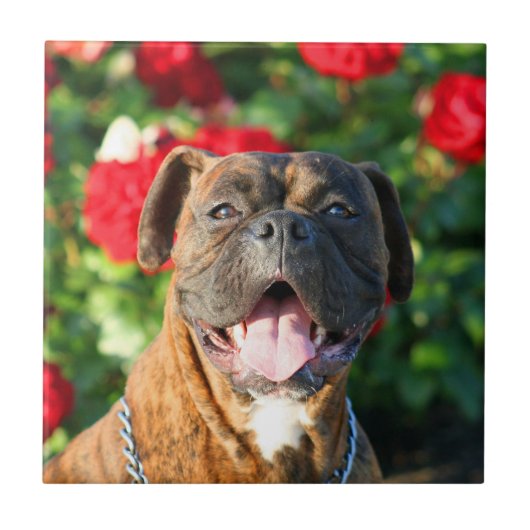 BoxerhundKeramik-Fliese Fliese (Vorderseite)