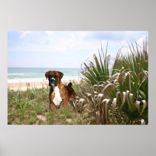 Boxerplakat versteckt sich im Strandgras Poster