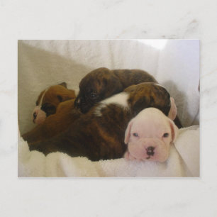 Boxerpuppen.png Postkarte